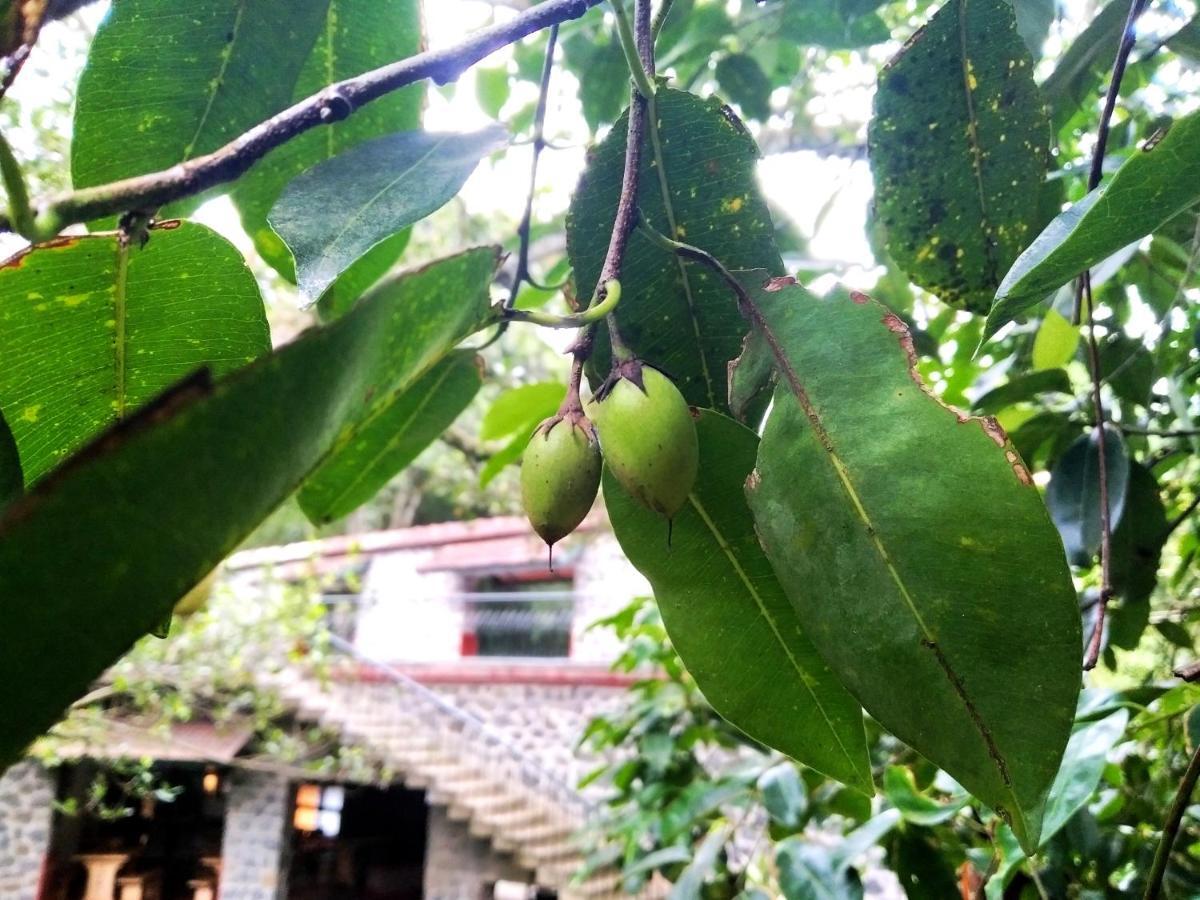 Wildernest Bed and Breakfast Thekkady Eksteriør billede